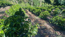 Load image into Gallery viewer, Colombia-La Guadua Geisha Washed Lot 1