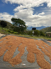 Load image into Gallery viewer, Colombia-Finca La Mina Geisha Washed
