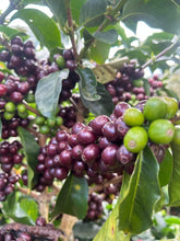 Load image into Gallery viewer, Colombia-Finca La Mina Geisha Washed