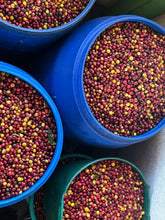 Load image into Gallery viewer, Colombia-Finca La Mina Geisha Washed