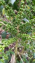 Load image into Gallery viewer, Colombia-Finca La Mina Geisha Washed