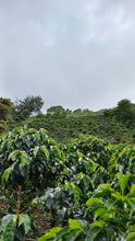 Load image into Gallery viewer, Colombia-Finca La Mina Geisha Washed