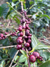 Load image into Gallery viewer, Colombia-Finca La Mina Geisha Washed