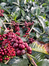 Load image into Gallery viewer, Colombia-Finca La Mina Geisha Washed