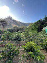 이미지를 갤러리 뷰어에 로드 , Colombia-El OBRAJE Geisha Washed Lot 2