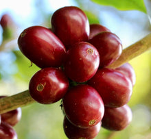 Load image into Gallery viewer, Panama-Franceschi Geisha Washed Lot 214