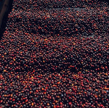 Load image into Gallery viewer, Panama-Franceschi Geisha Washed Lot 214