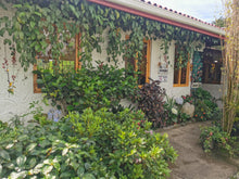 Load image into Gallery viewer, Panama-Janson Farm-Los Alpes Lot 908 Geisha Natural