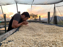 Load image into Gallery viewer, Nicaragua-Samuel Zavala-Honey Maracaturra