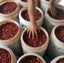 Load image into Gallery viewer, Colombia-Café 1959-Caturron-Carbonic Maceration Natural 227g