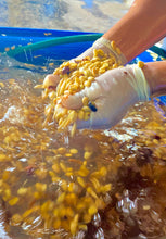 Load image into Gallery viewer, Panama-Ponderosa Geisha Washed Lot B Yeast
