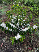 Load image into Gallery viewer, Colombia-La Guadua Geisha Washed Lot 1
