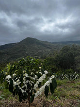 Load image into Gallery viewer, Colombia-La Guadua Geisha Washed Lot 1
