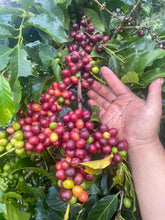 Load image into Gallery viewer, Colombia-La Guadua Geisha Washed Lot 1
