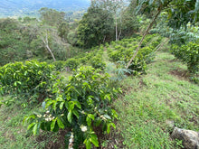 Load image into Gallery viewer, Colombia-La Guadua Geisha Washed Lot 1
