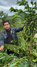 Load image into Gallery viewer, Colombia-La Guadua Geisha Washed Lot 1
