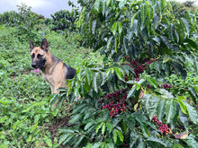 Load image into Gallery viewer, Colombia-La Guadua Geisha Washed Lot 1
