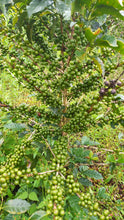 Load image into Gallery viewer, Colombia-Finca La Mina Geisha Washed

