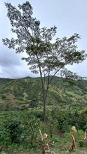 Load image into Gallery viewer, Colombia-Finca La Mina Geisha Washed
