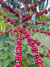 Load image into Gallery viewer, Colombia-Finca La Mina Geisha Washed
