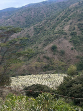 Load image into Gallery viewer, Colombia-Finca La Mina Geisha Washed
