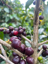 Load image into Gallery viewer, Colombia-Finca La Mina Geisha Washed

