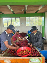 Load image into Gallery viewer, Colombia-Finca La Mina Geisha Washed
