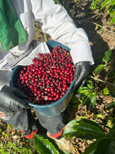 Load image into Gallery viewer, Colombia-Finca La Mina Geisha Washed
