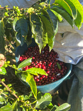 Load image into Gallery viewer, Colombia-Finca La Mina Geisha Washed
