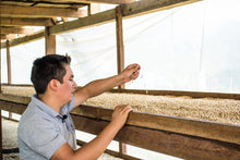 Load image into Gallery viewer, Peru-Gilmer Cordova - Finca Ecologica - Huabal - Gesha
