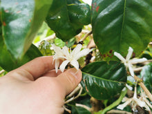 Load image into Gallery viewer, Panama-Finca Feryen Pacamara Washed Lot PL1312
